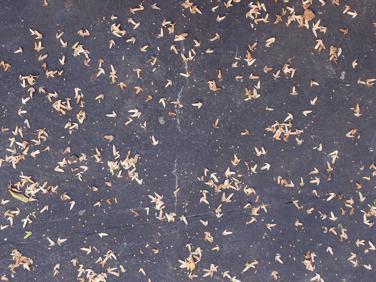 2019-09-17 Blätter auf (feuchtem) Boden